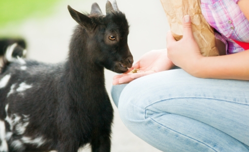 Feeding a Baby Goat