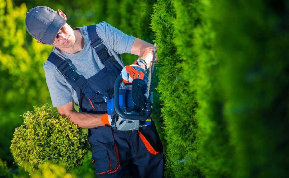 Hedge Trimmer Works. Gardener with Gasoline Hedge Trimmer Shaping Wall of Thujas.