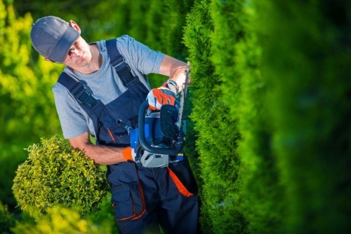 Hedge Trimmer Works. Gardener with Gasoline Hedge Trimmer Shaping Wall of Thujas.