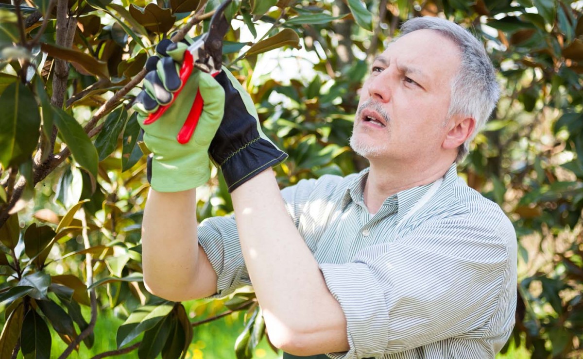 Close-up of a professional gardener pruning a tree