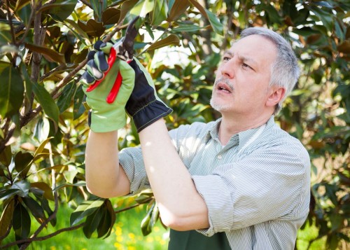 Close-up of a professional gardener pruning a tree